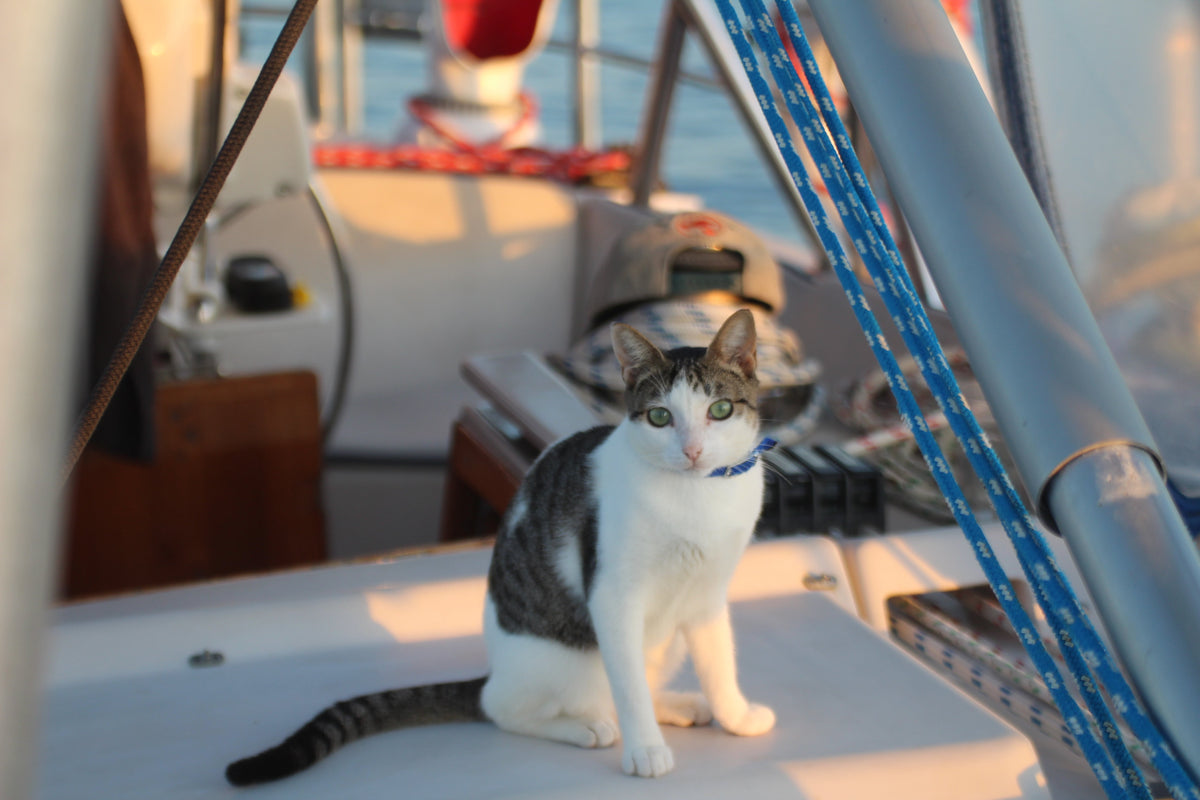 Coco the Salty Sea Cat
