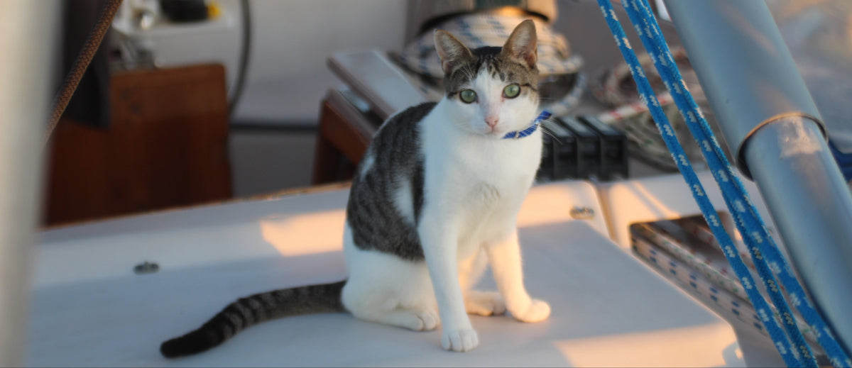 A gray and white cat wearing a blue collar sits on the deck of a sailboat in warm, golden-hour sunlight.